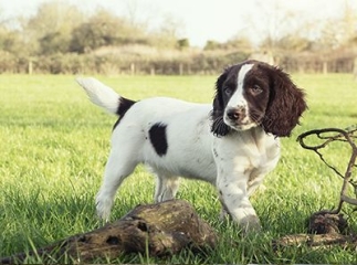 Field Spaniel